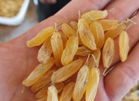 تصویر 1 از فروش کشمش زرد قلمی درجه دو + فروش فوق العاده